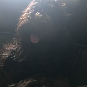 Meet your Posher, Annie